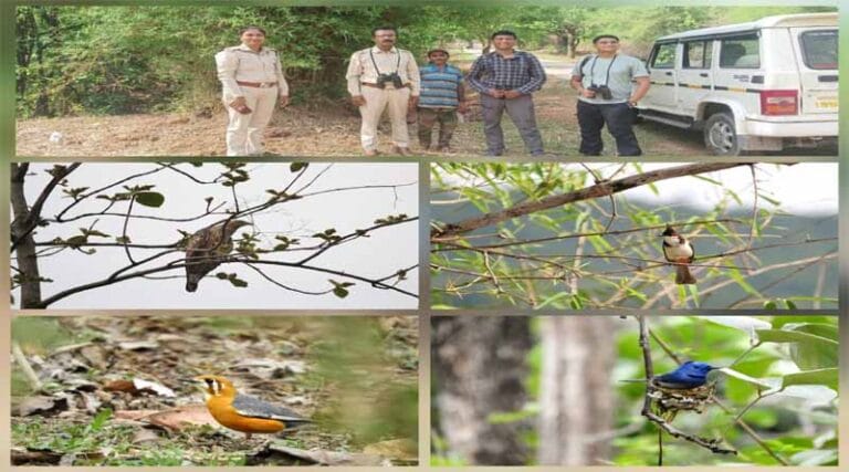 दक्षिण बैतूल (सा.) वनमंडल में सम्पन्न हुआ प्रवासी पक्षीयो , का पहला समर बैंगलोर एवं इंदौर से आये बर्ड एक्सपर्ट 5 van