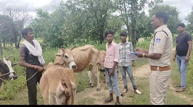 गौवंश के 05 नग मवेशी पकड़े गए 13 gou
