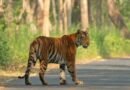 अंतर्राष्ट्रीय बाघ तस्कर तासी शेरपा को 5 साल का कठोर कारावास
