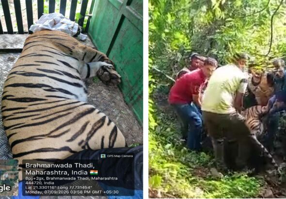 नरभक्षक बाघिन का आतंक ख़त्म, वन विभाग की संयुक्त टीम ने किया रेस्क्यू 6 baagh