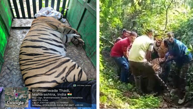 नरभक्षक बाघिन का आतंक ख़त्म, वन विभाग की संयुक्त टीम ने किया रेस्क्यू 27 baagh