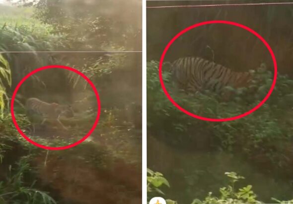 अमरावती-बैतूल सीमा पर बाघ की दहशत: ब्राह्मणवाड़ा में बच्ची का शिकार करने के बाद मप्र के दाभोना में दिखा हिंसक वन्यजीव, प्रशासन अलर्ट (वीडियो ) 7 bagh
