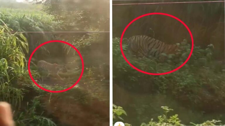 अमरावती-बैतूल सीमा पर बाघ की दहशत: ब्राह्मणवाड़ा में बच्ची का शिकार करने के बाद मप्र के दाभोना में दिखा हिंसक वन्यजीव, प्रशासन अलर्ट (वीडियो ) 29 bagh